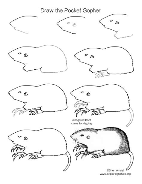 Pocket Gopher Drawing Lesson