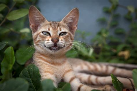 Smiling Cat stock image. Image of close, mammal, looking - 29154229