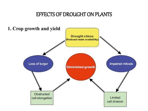 Water Stress In Plant Causes Effects And Responses