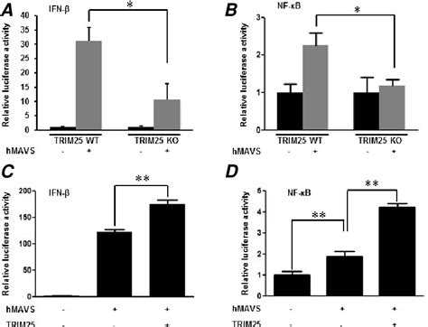 Figure From Regulation Of Mda Mavs Antiviral Signaling Axis By