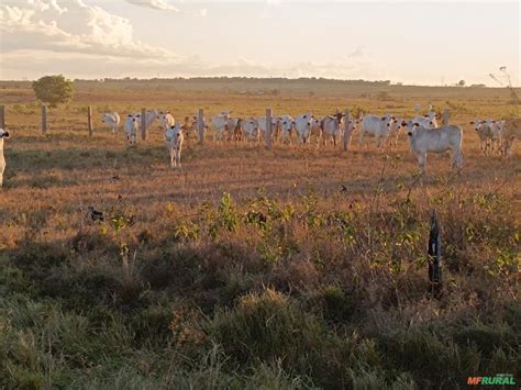 Fazendas Im Veis Rurais Em Guarant Do Norte Mt Venda