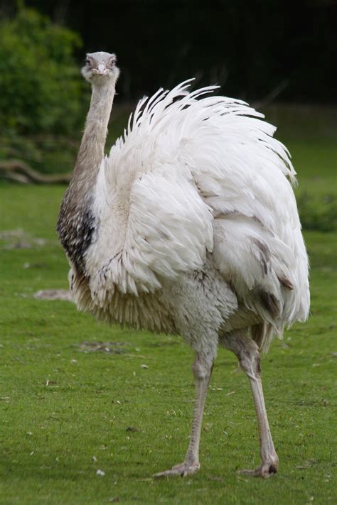 Greater Rhea Rhea Americana A Leucistic Male Leucism Is A Condition