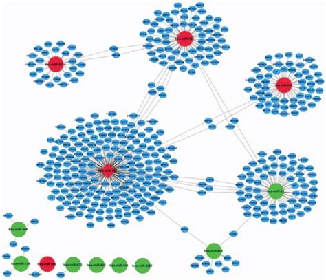 The Regulatory Network Between Mirnas And Target Genes In Osteosarcoma