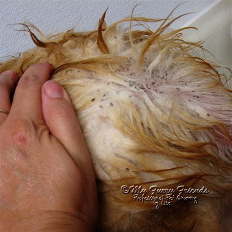 How To Get Rid Of Fleas On Dogs Without Bathing at Jordan Arcelia blog