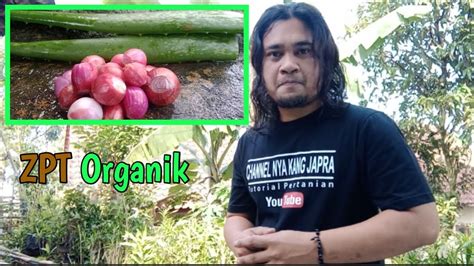 Cara Mudah Membuat Zpt Dari Bawang Merah Dan Lidah Buaya Zat Pengatur