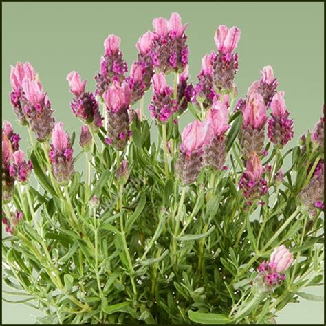 Lavender, French - LavLov Deep Pink from Norfolk Herbs