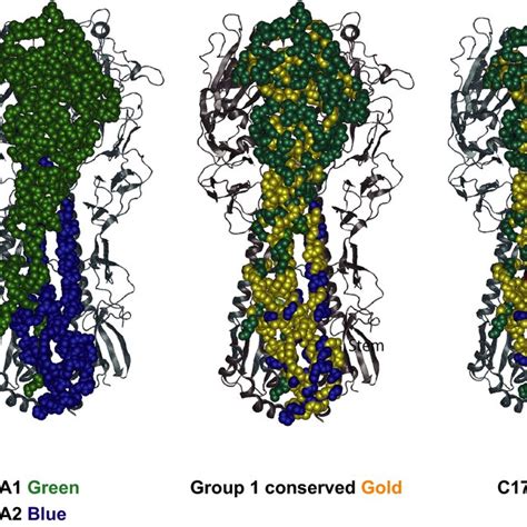 Hemagglutinin head and stem and their conserved regions. Structure view ...