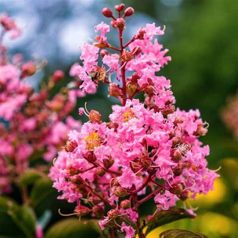 1 Gal Coral Pink Sioux Crape Myrtle Tree Crmsio01g The Home Depot