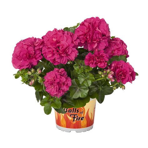 Ампельная плющелистная пеларгония (герань) Great Balls of Fire Violet ...
