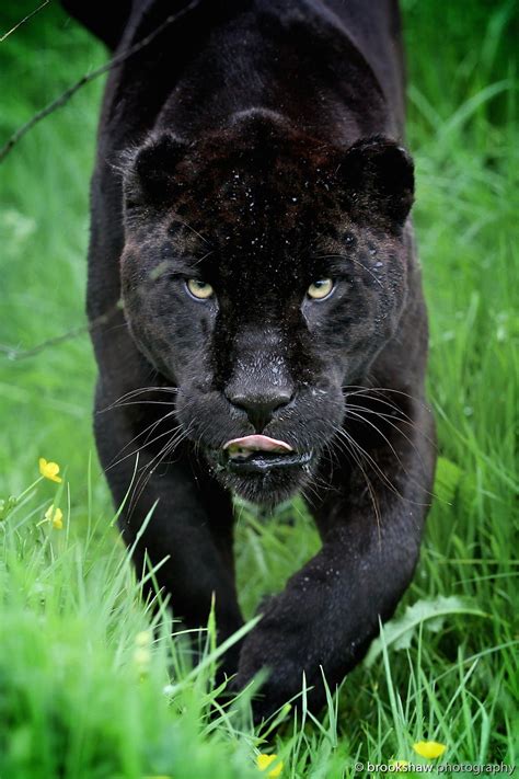 Black panther animal images | Animal Big