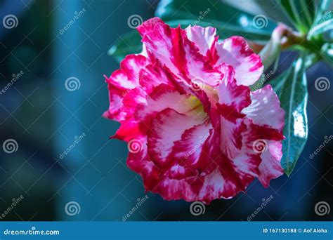 Selective Focus Pink And White Adenium Obesum Flower In A Garden Stock