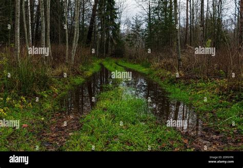 Durchgesickerter Wald Fotos Und Bildmaterial In Hoher Aufl Sung Alamy