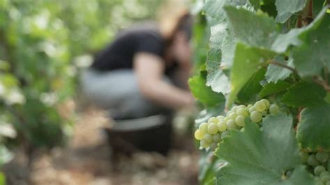 Île de France les vendanges battent leur plein pour les vignobles de l