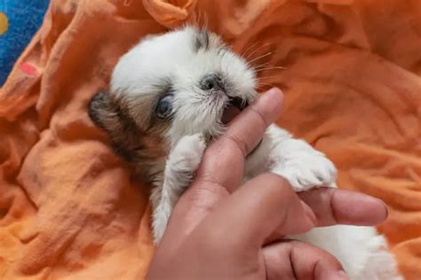 Do Shih Tzus Have Underbites The Best Of Breeds