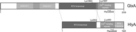 Gtxa Is A Novel Rtx Like Protein With An Unusual Domain Organization