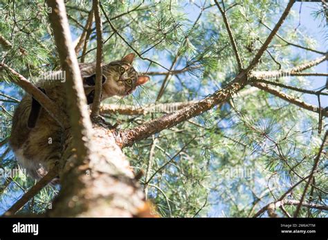 Gato Gris Tabby De Pie Alto En Las Ramas De Un Pino Mirando Hacia