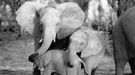 Whispers: An Elephant’s Tale: Where to Watch & Stream Online