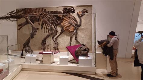 Exhibition of Dinosaur Skeletons in Royal Ontario Museum Editorial ...