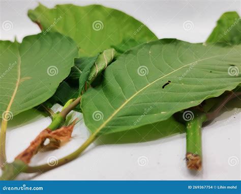 Ketum Leaf Plant Or Mitragyna Speciosa Stock Photography ...