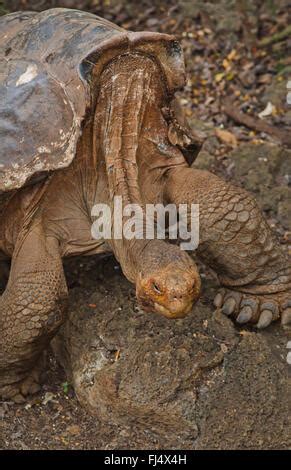 Galapagos tortue tortue géante des Galapagos porteri Chelonodis