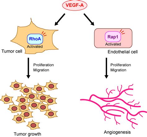 Ijms Free Full Text Vascular Endothelial Growth Factor A Exerts