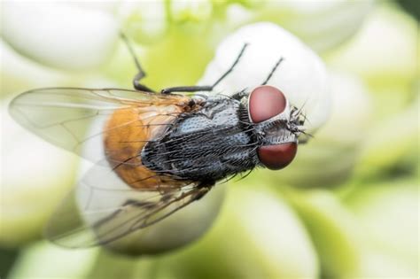 Premium Photo Super Macro Musca Domestica Or Housefly On Flower