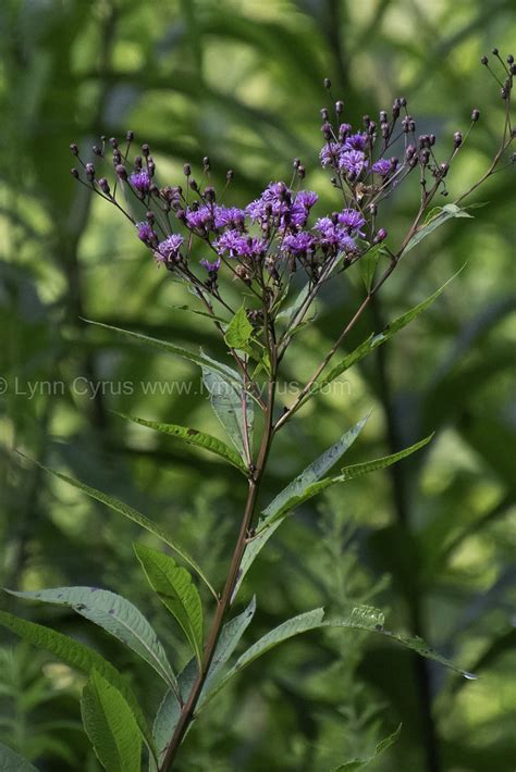 Tall Ironweed Vernonia Gigantea Lynn Photographing The World Flickr