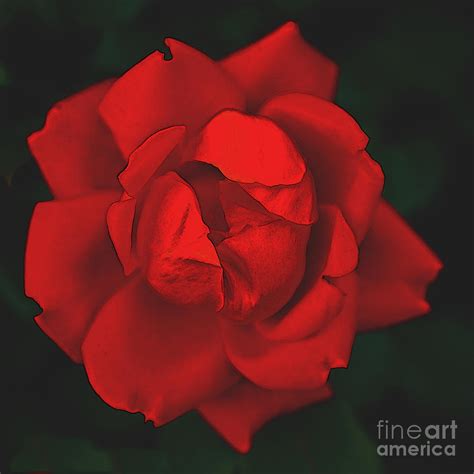 The Scarlet Rose Mixed Media by Sherry Hallemeier