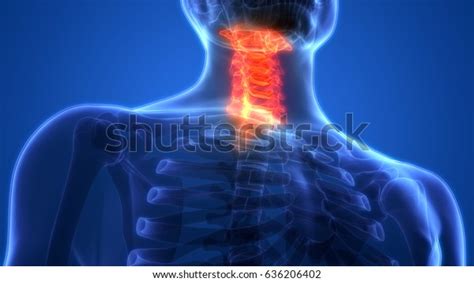 Spinal Cord Cervical Vertebrae Part Human Shutterstock