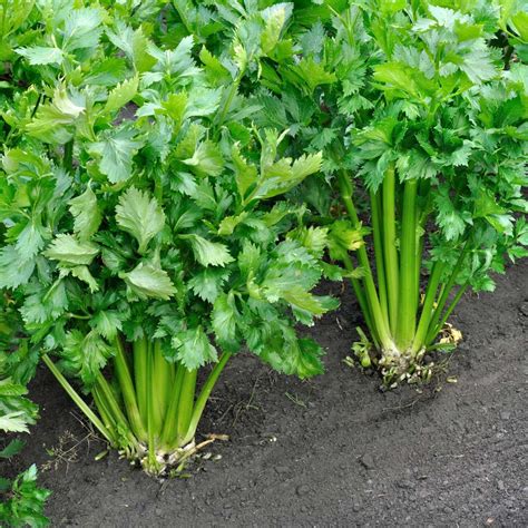 How Long Does It Take For Celery To Germinate Storables