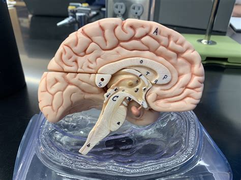 Brain Cross Section Diagram Quizlet