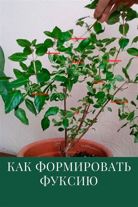 Формирование фуксии в домашних условиях