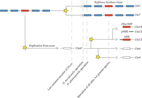 A model for MIR evolution in the monocot lineage. A raffinose synthase ...