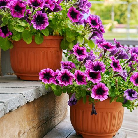 Growing Petunias In Containers Petunia Care Tips Balcony Garden Web