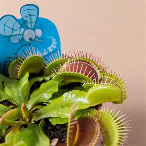 Pianta carnivora Dionea (Dionaea muscipula) – Simegarden