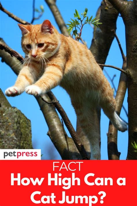 Answered How High Can A Cat Really Jump Facts About Cats