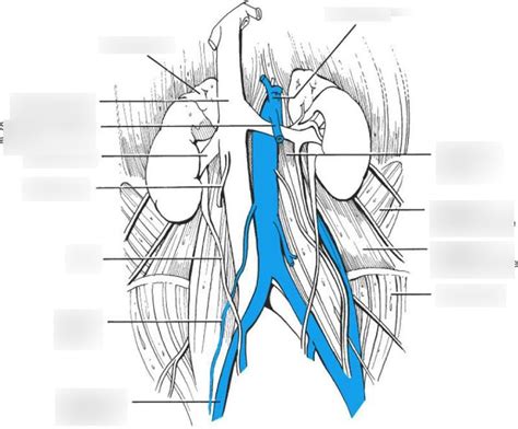 Posterior Abdominal Wall Diagram Quizlet