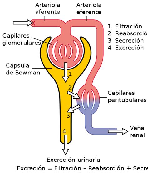 Sistema Urinario Humano Wikipedia La Enciclopedia Libre Physiology