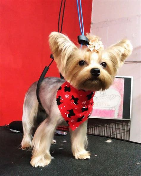 36 Adorable Yorkie Haircuts For Fashionable Look Hood Mwr