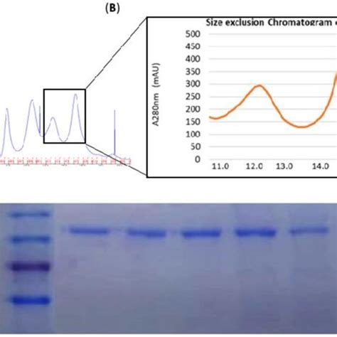 Purification Of Recombinant Hkii Protein By Using Size Exclusion