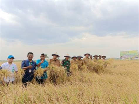 Kemarau 6 047 Hektar Padi Petani Di Merauke Gagal Panen Cenderawasih Pos