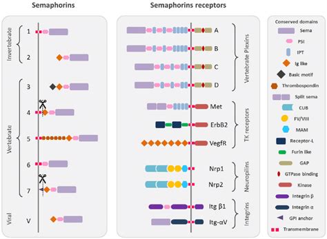 Schematic Representation Of The Protein Structure Of Semaphorins And