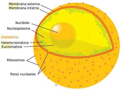 Cromatina Tipos Caracter Sticas Estructura Funciones