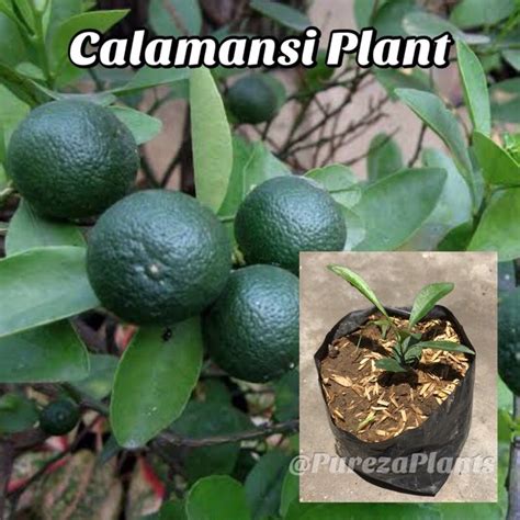 Calamansi Kalamansi Well Rooted Stable Lazada Ph