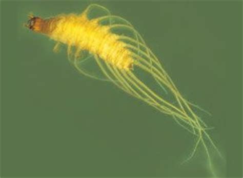 Hydrophilidae Larvae