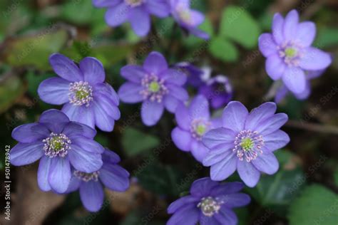 Przylaszczka Pospolita Hepatica Nobilis