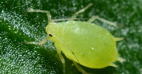 How to Get Rid of Aphids on Indoor Plants - Goodbye Pests!