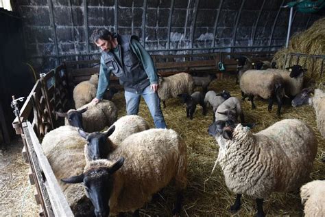 Un Troupeau De Brebis Attaqu Deux Reprises Dans L Ouest Du Puy De