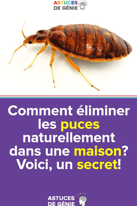 Comment Liminer Les Puces Du Chien Naturellement Chien Nouvelles