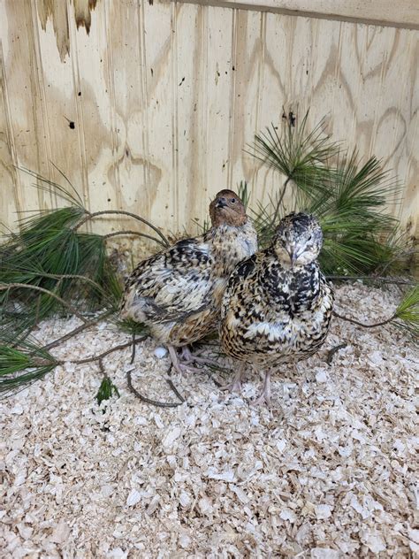 pansey coturnix quail hatching eggs – Pine Hill Farms